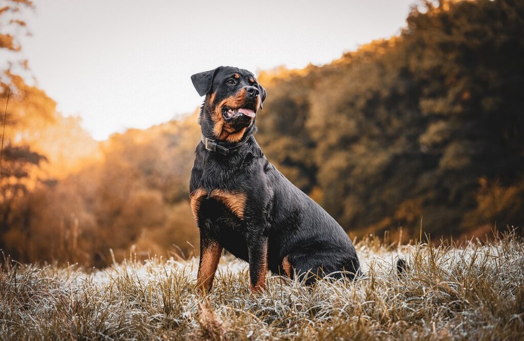 Most scary looking sales dogs