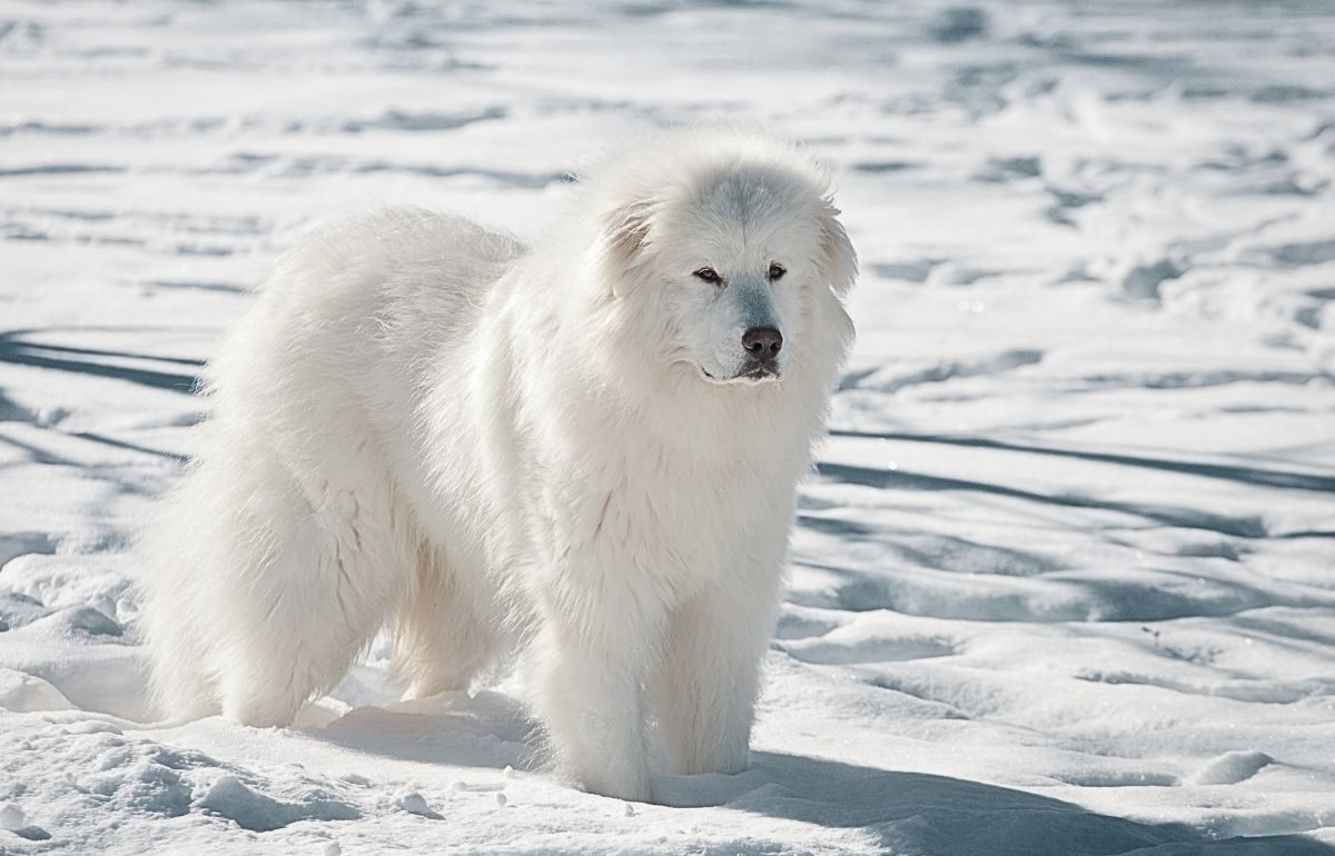 17 Scariest Dog Breeds With A Fierce Reputation