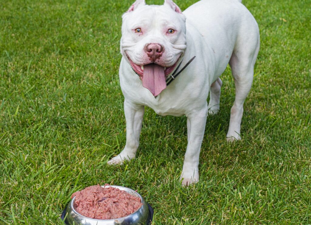 White pitbull best sale