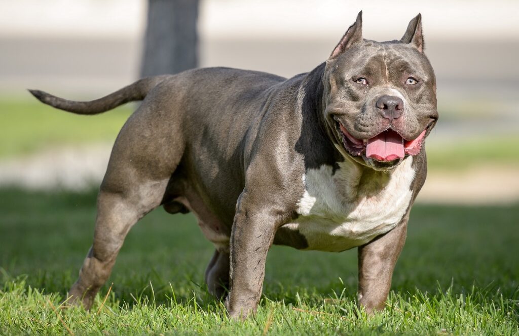 Pocket store pitbull dog