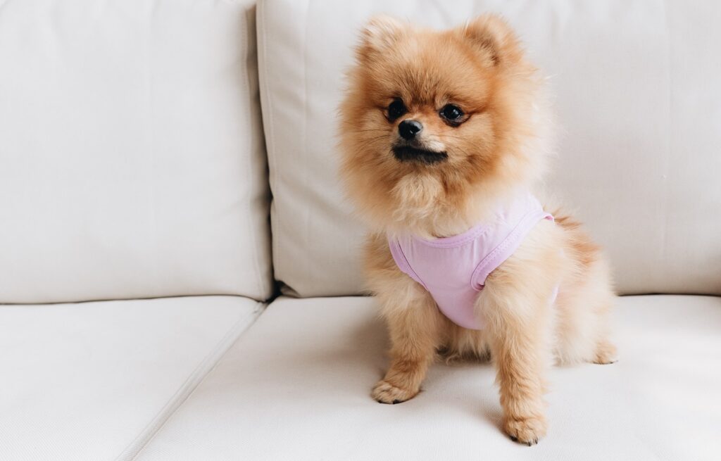 21 Must-See Toy Dog Breeds You Can't Miss: Miniature Marvels