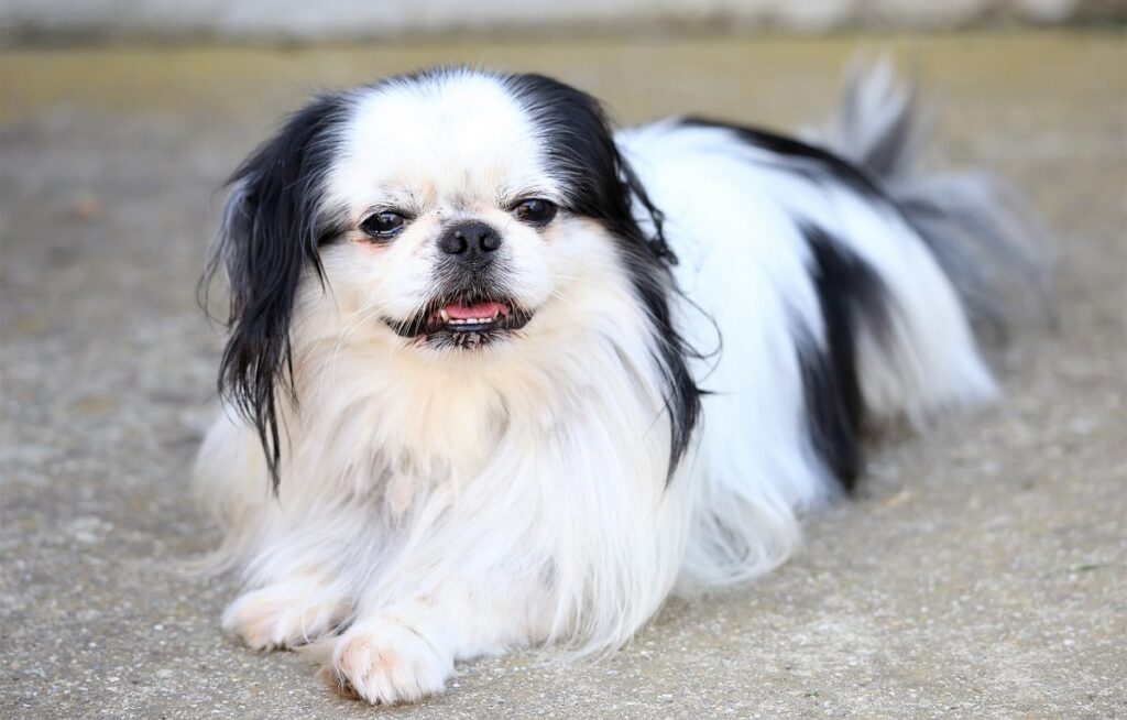 Small store chinese dog