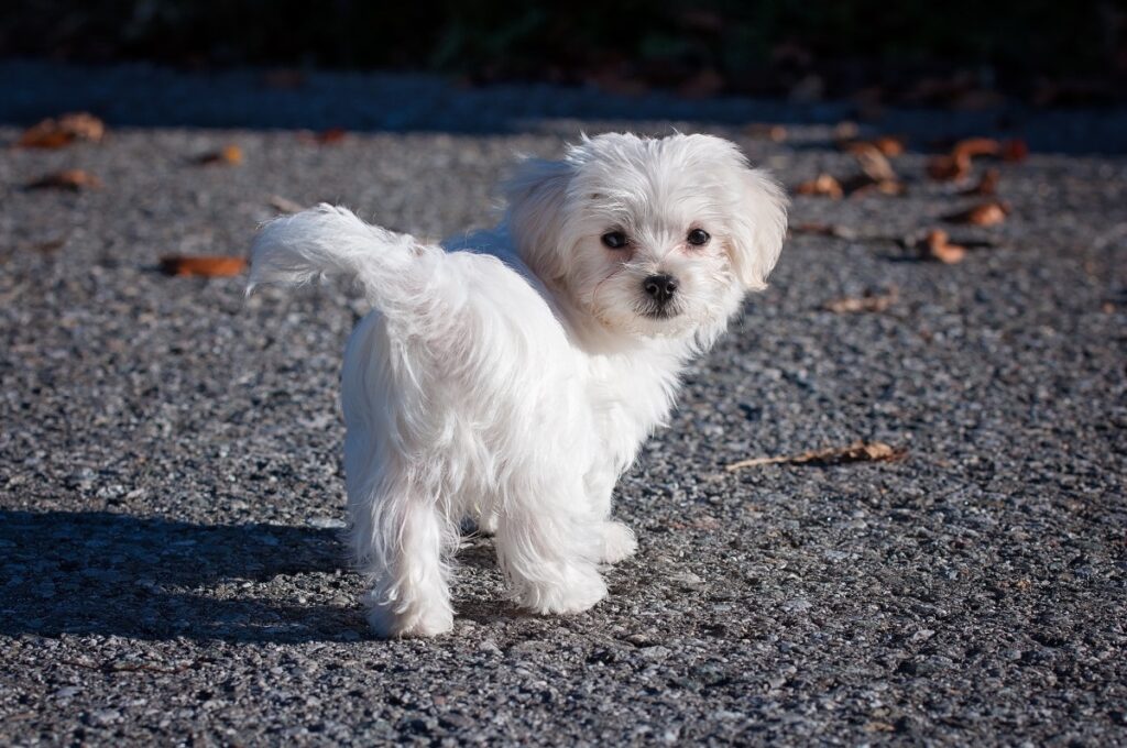 9 Small Fluffy Dog Breeds That Look Like Teddies | Purina