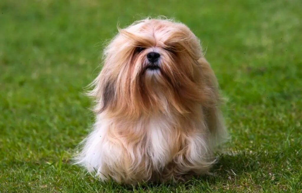 45 Best Small Dog Breeds For Families