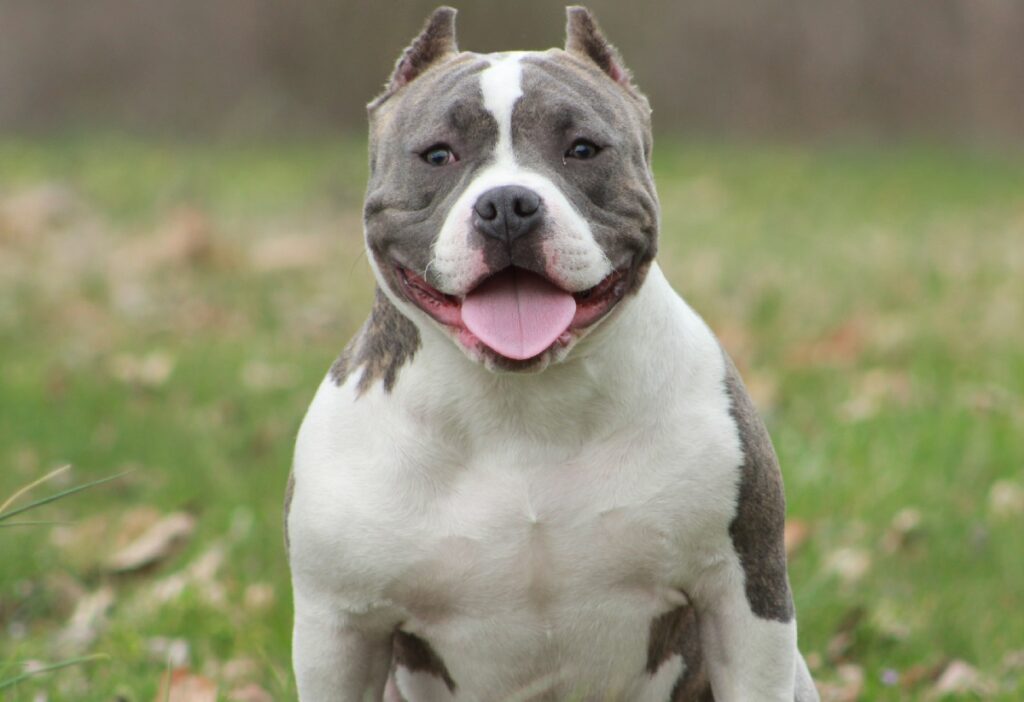 Pocket Pitbull Dog Breed - Cute Companion Among Small Pitbulls