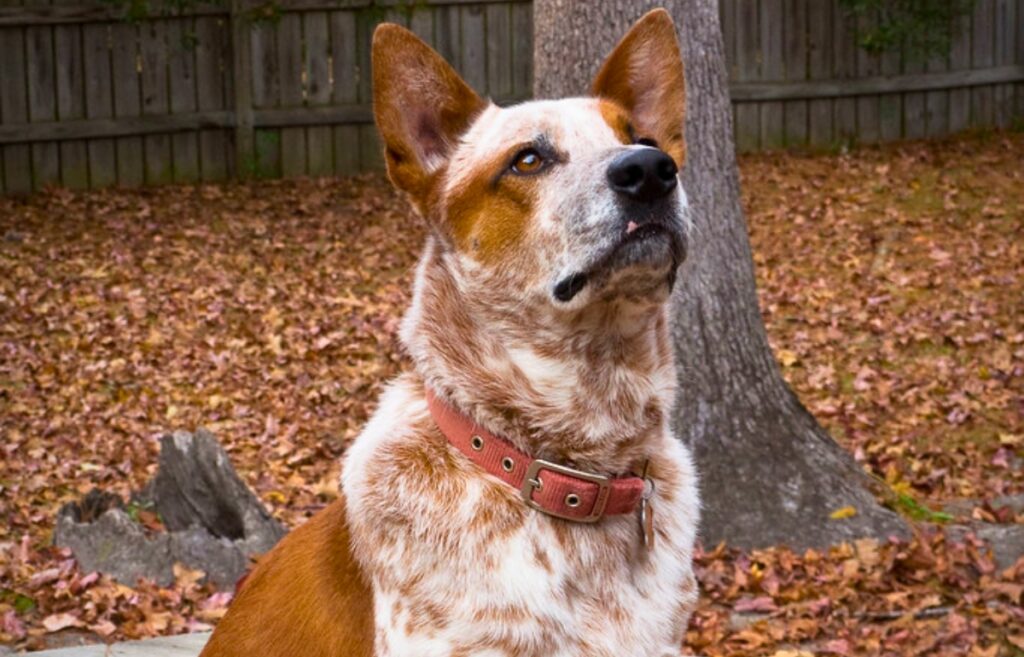 16 Red Dog Breeds That Turn Heads