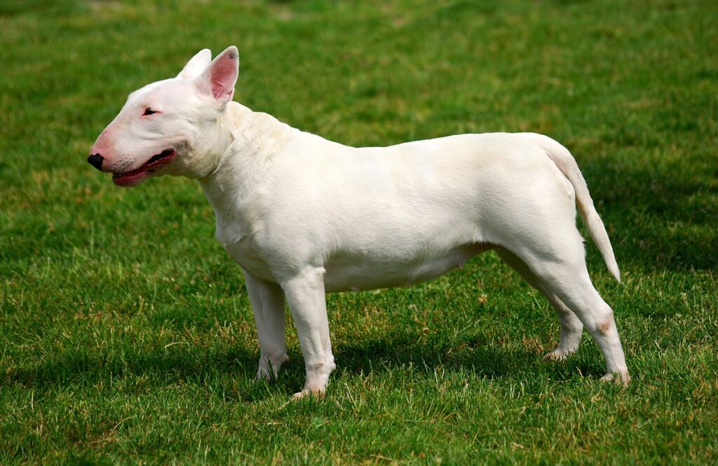 Ugly white best sale dog breed