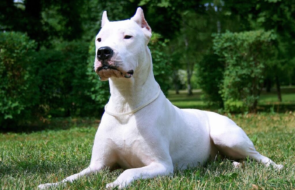 scariest looking dog breeds