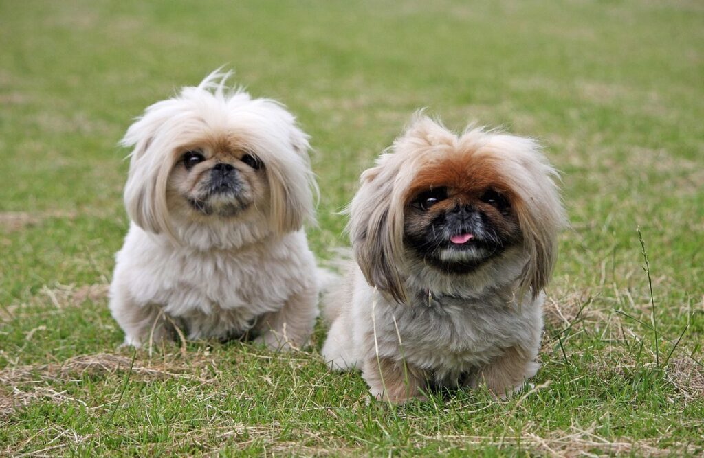 Top dumbest clearance dog breeds