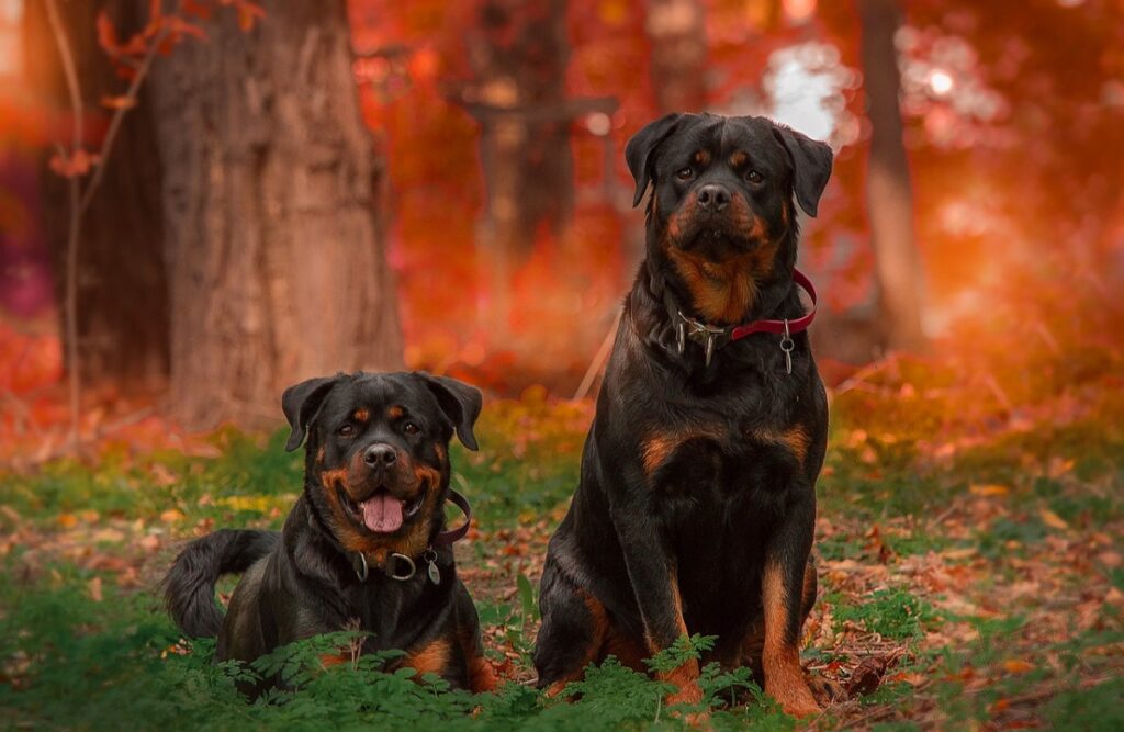 Best dogs store for military families