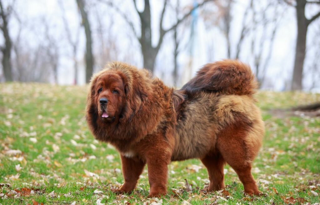 scariest looking dog breeds