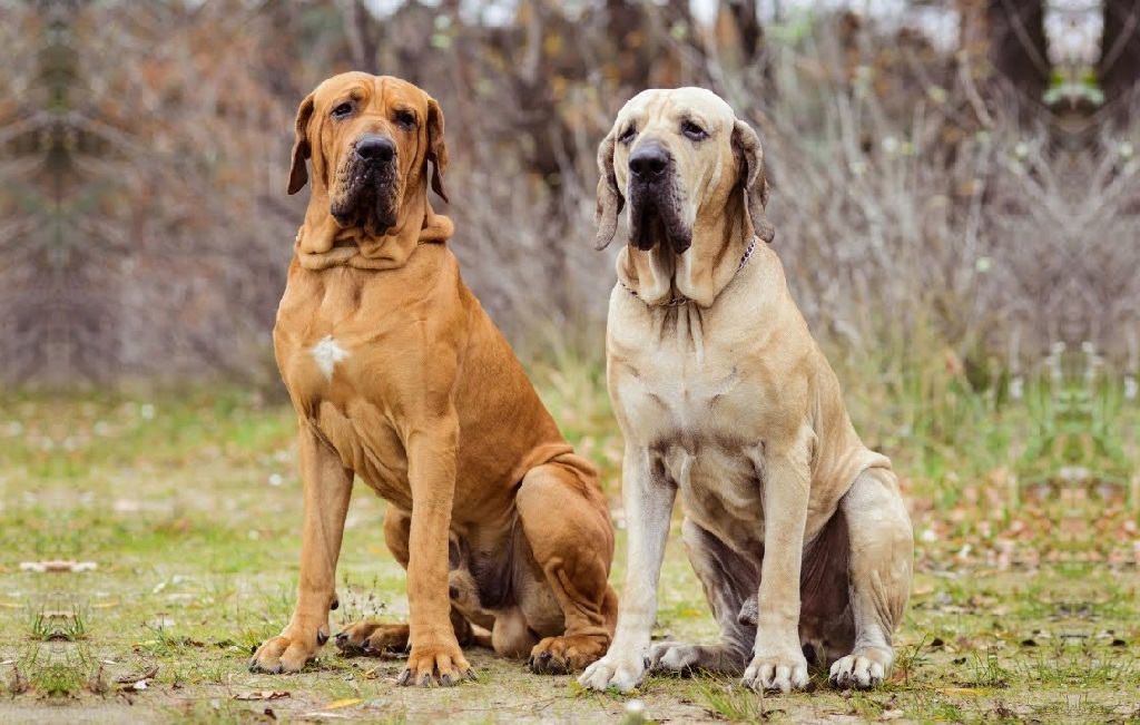 scariest looking dog breeds