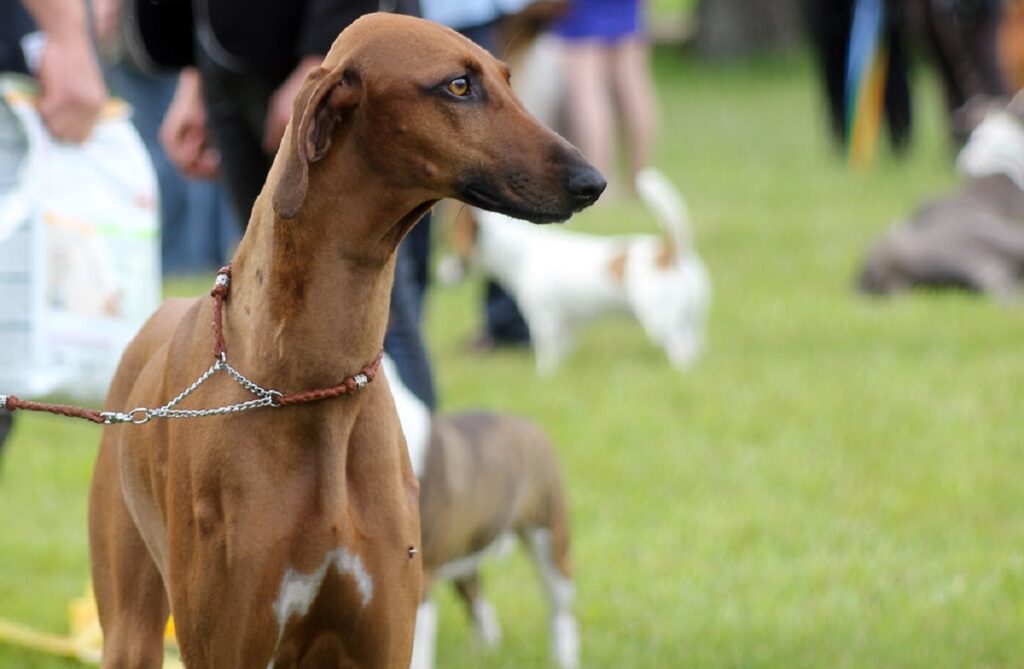 types of hounds