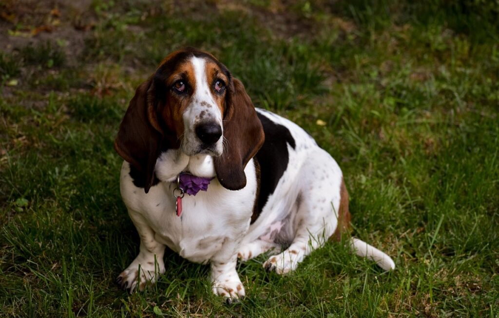 types of hounds dogs