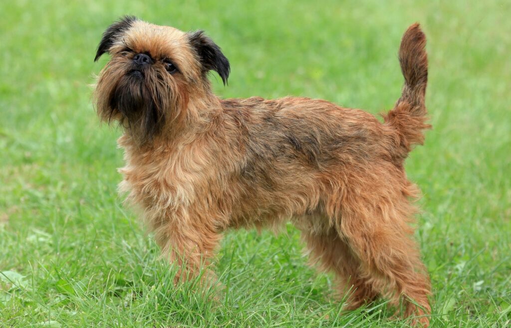 35 best small dog hot sale breeds