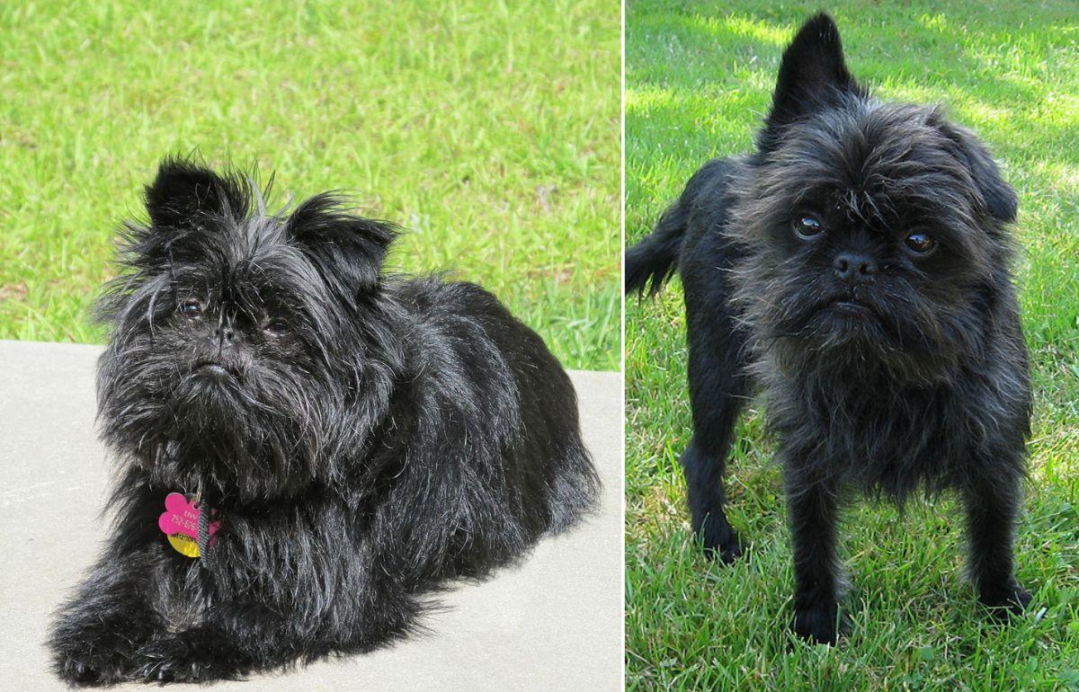 Top 15 Ugly Dogs A Look At The Ugliest Dog Breeds