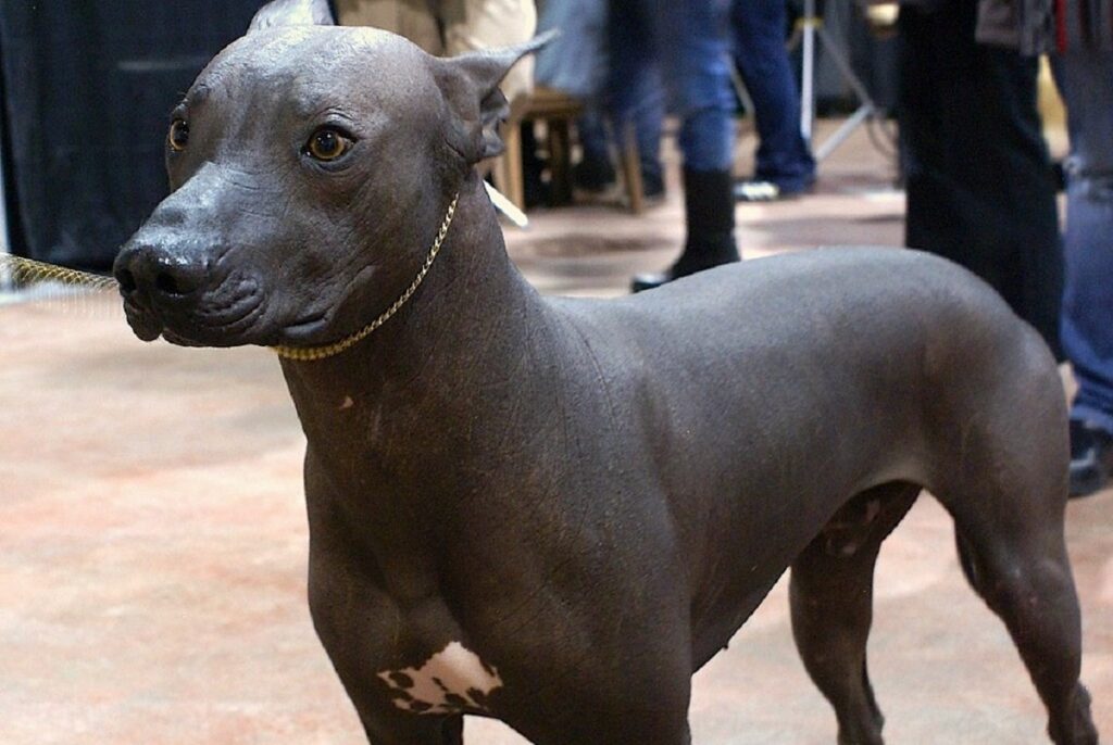 Ugly hairless best sale dog breed