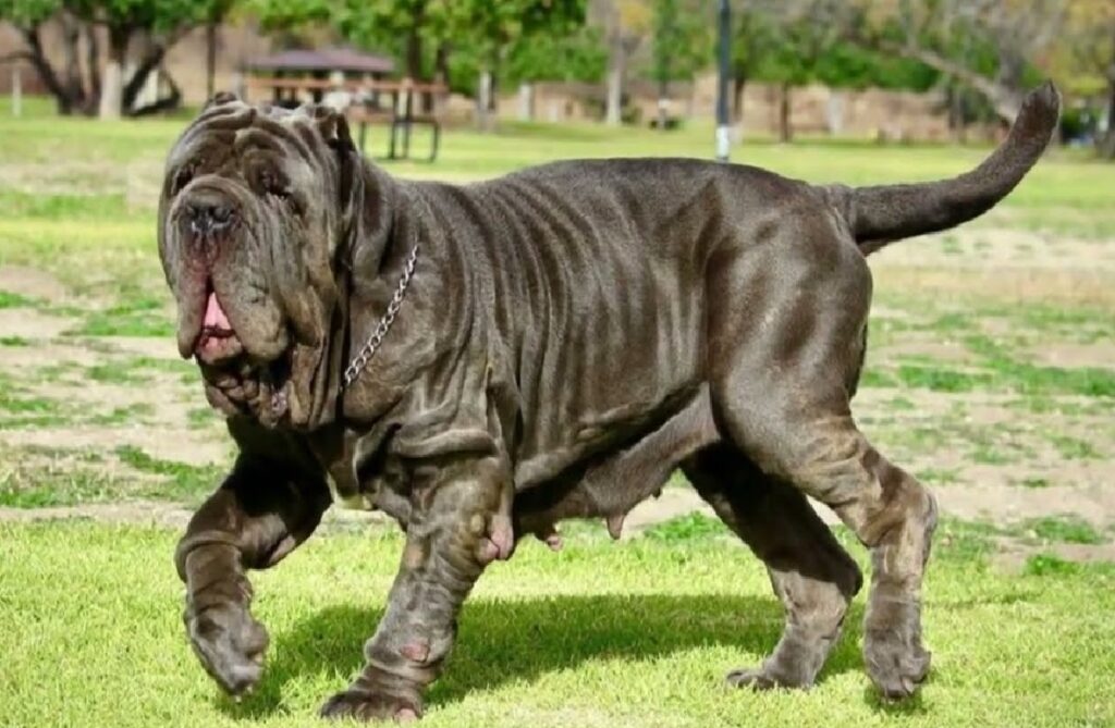 Top 10 best sale ugliest dogs