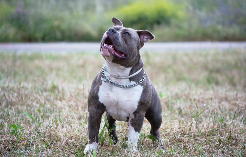 What Is a Pit Bull, Exactly? · The Wildest