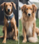 velcro dog breeds