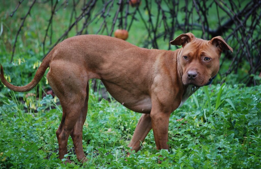 Naturally aggressive clearance dogs