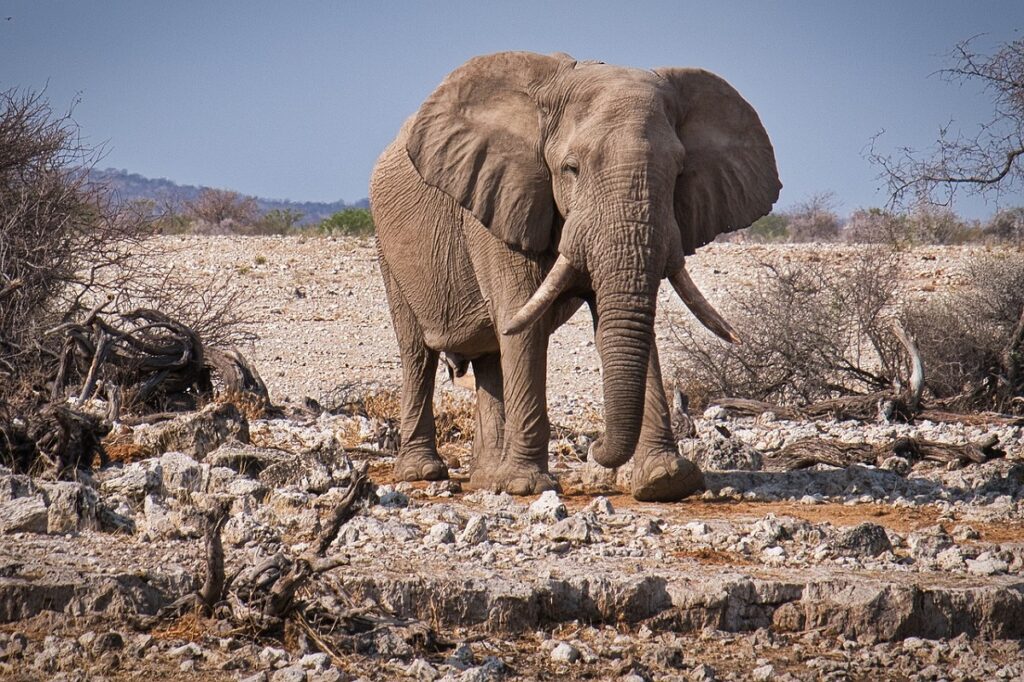 characteristics of elephants
