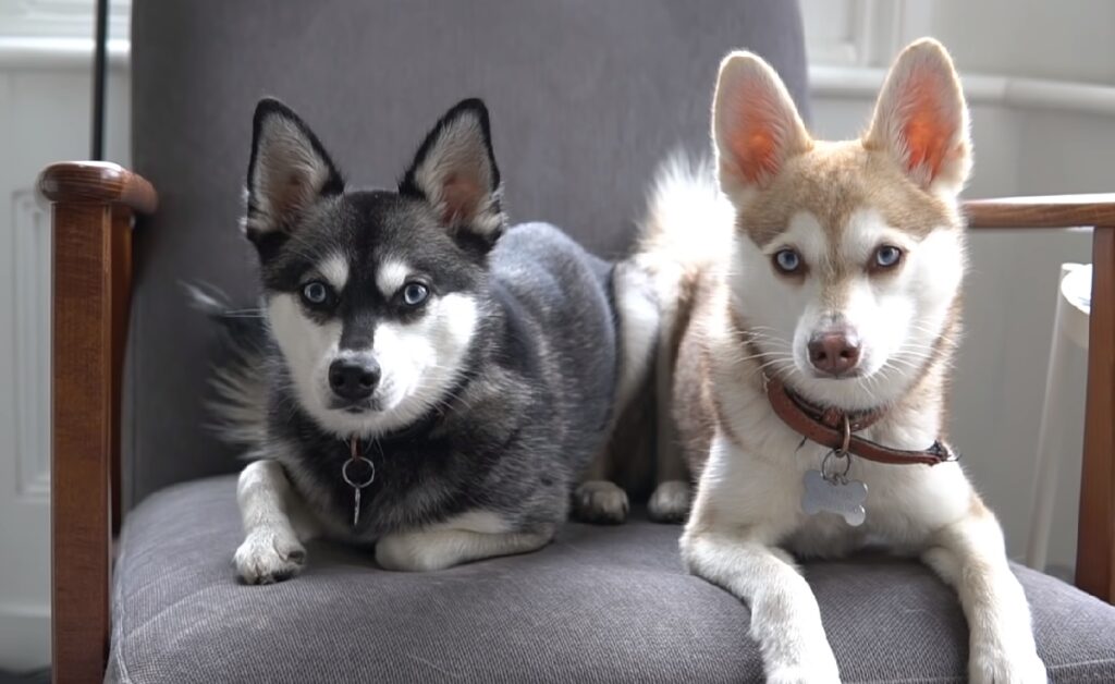 Grey dogs with blue best sale eyes breed