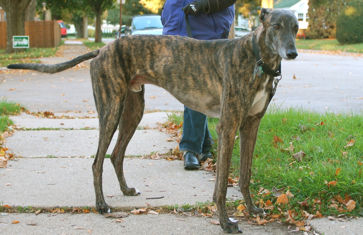 13 Best Brindle Dog Breeds