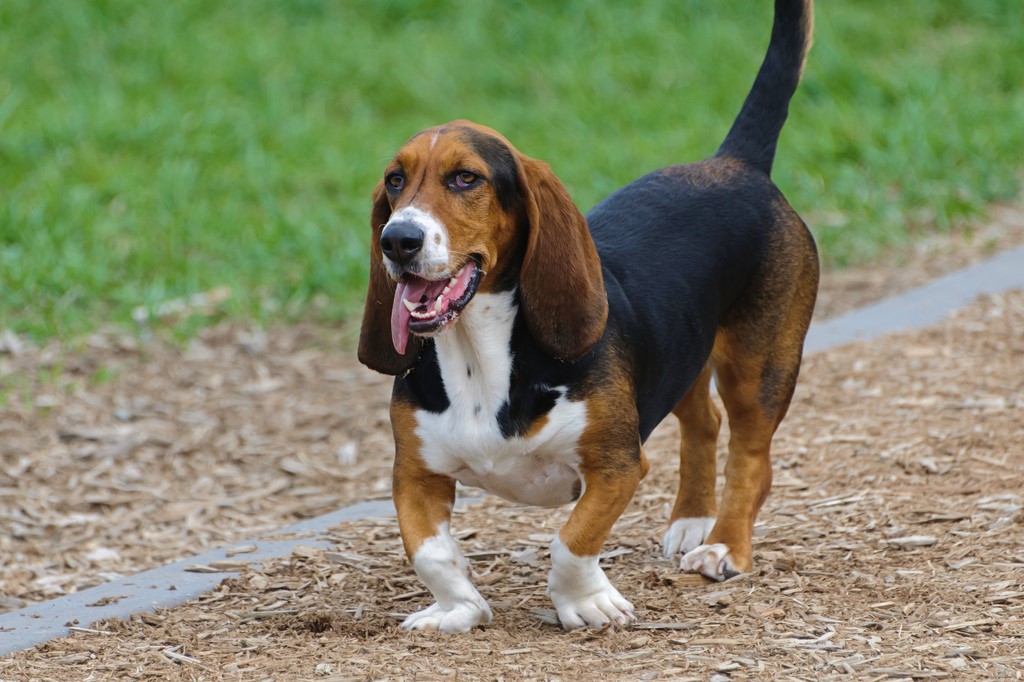 Here are the DUMBEST dog breeds according to science