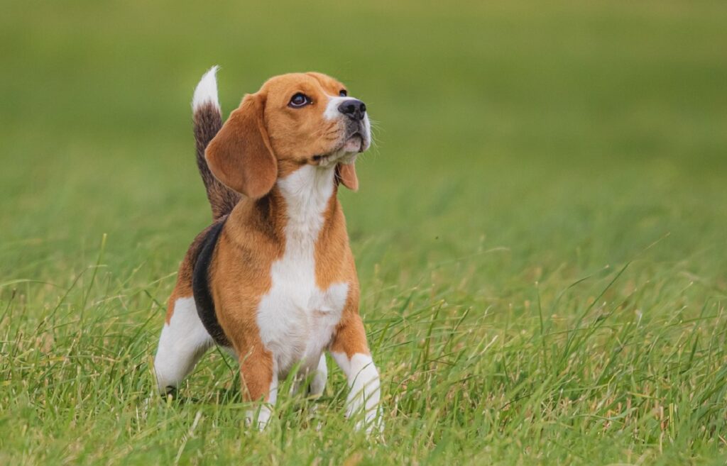 Here are the DUMBEST dog breeds according to science