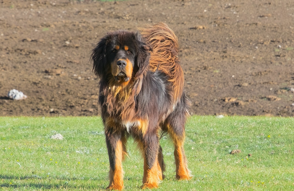 15 Most Expensive Dog Breeds In 2024 Doggy AList