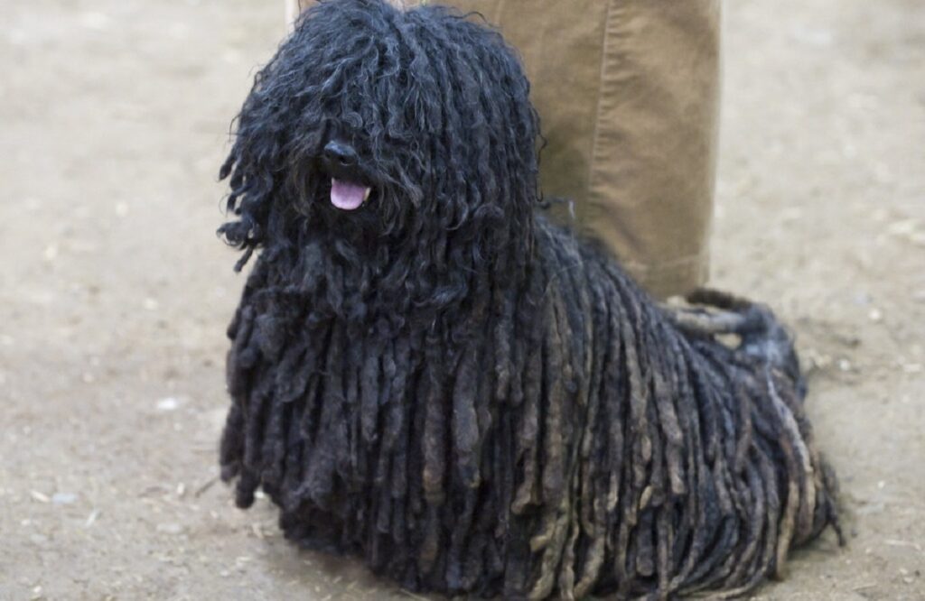 Top 10 ugliest store dogs