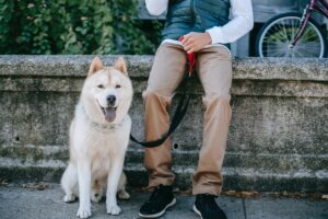17 Most Loyal Dog Breeds That Define Loyalty And Devotion