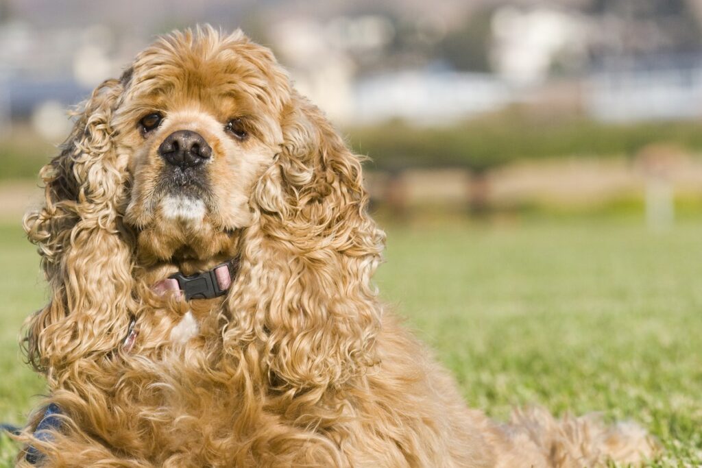 Cocker clearance spaniel job