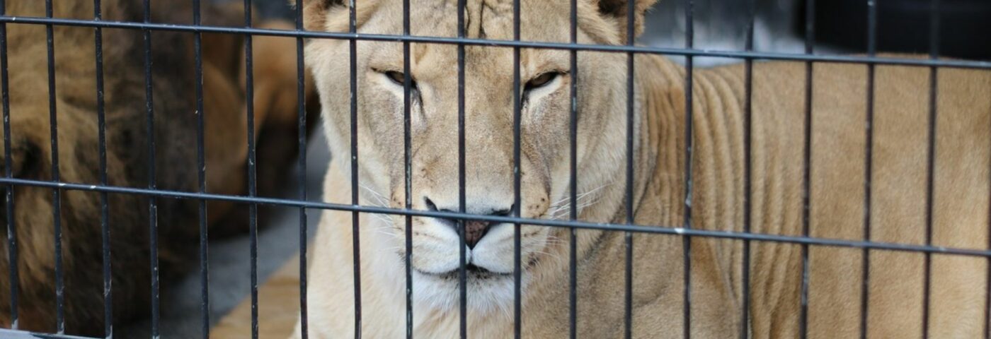 Animal Captivity Statistics (1)