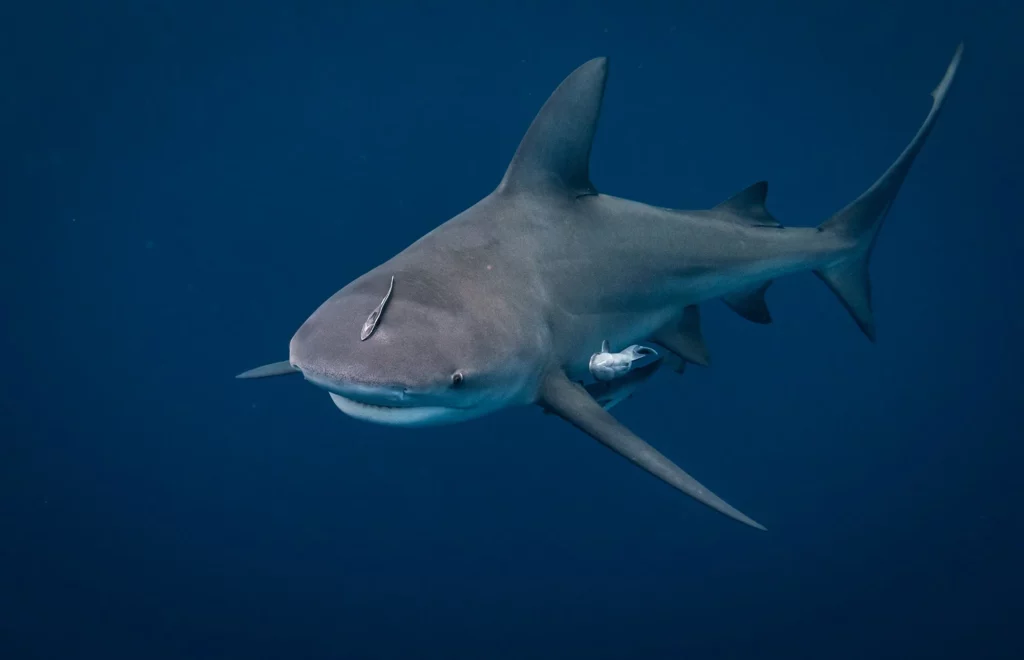 BULL SHARK