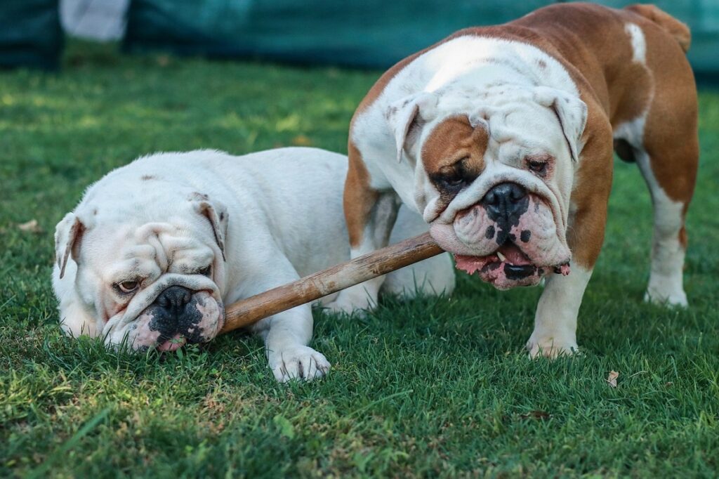 Continental Bulldog: Character & Ownership - Dog Breed Pictures