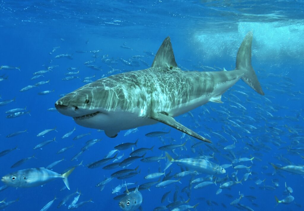 GREAT WHITE SHARK