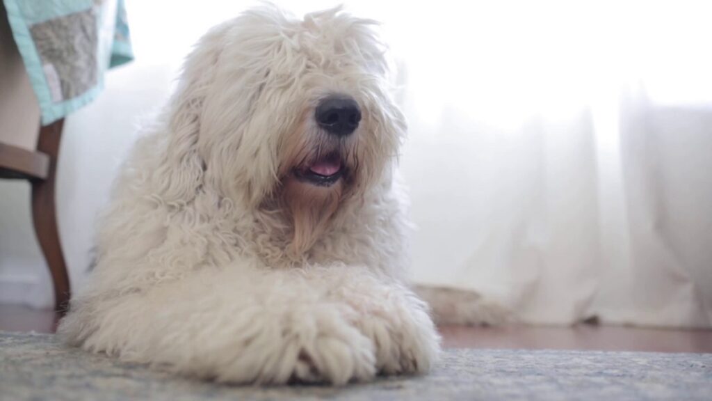 Old English Sheepdog