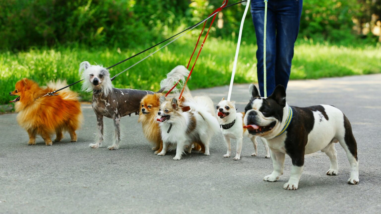 Pet Spending Statistics You Need To Know In 2026 Pet Spending Statistics 1536x864 