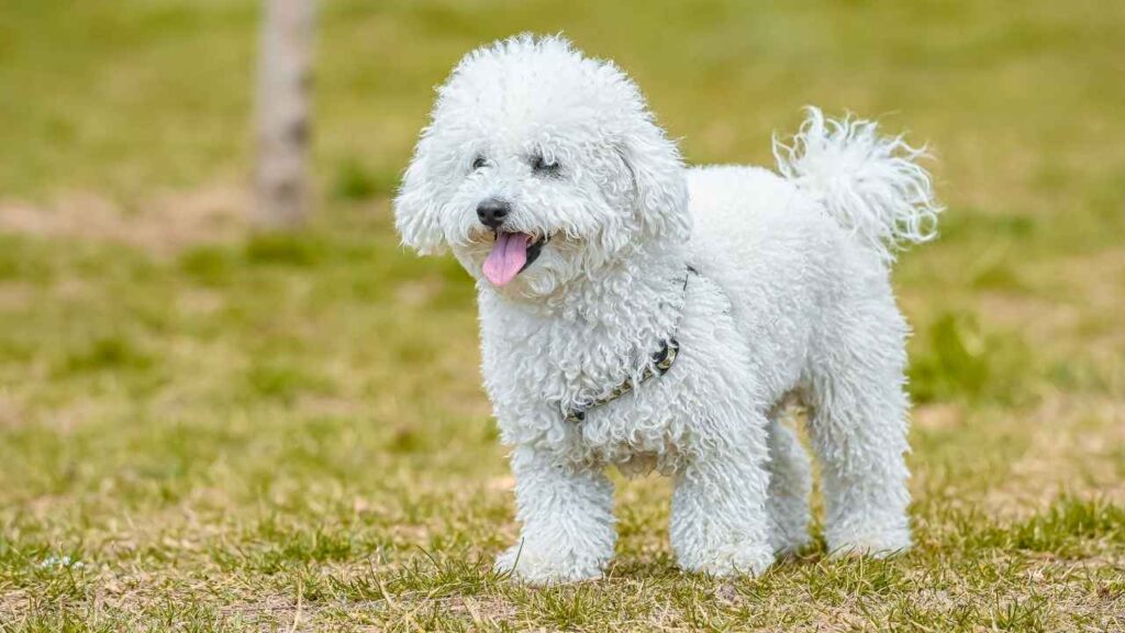 best dogs to own