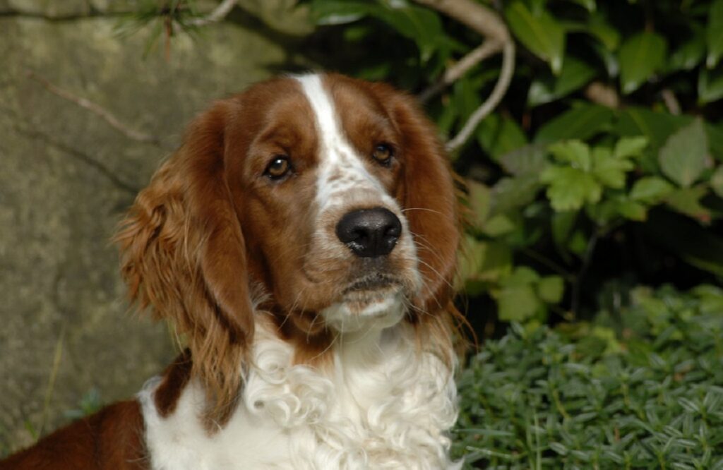 hunting spaniel breeds
