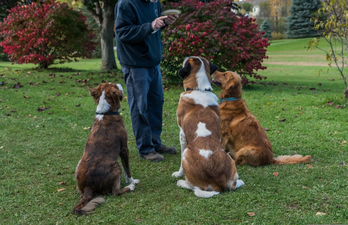 Positive Reinforcement Dog Training Methods Do's & Don'ts