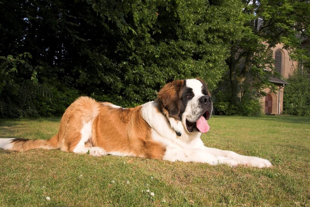 best calm dog
