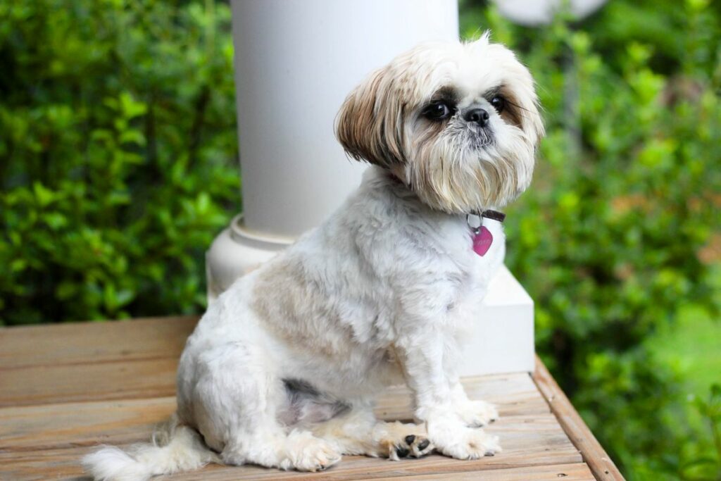 best dog breed for lazy owners