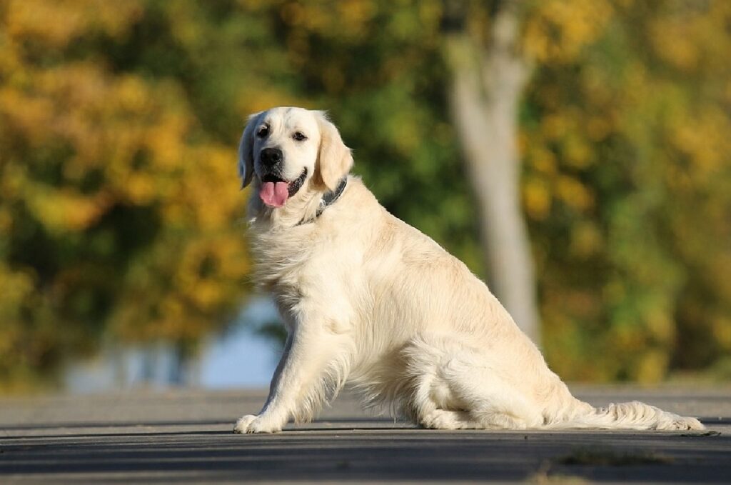 Medium sized dogs for first best sale time owners