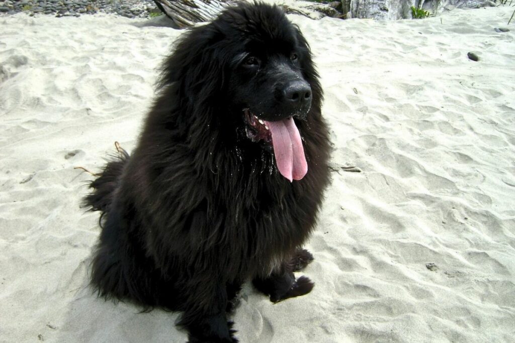 Newfoundland sales dog lazy