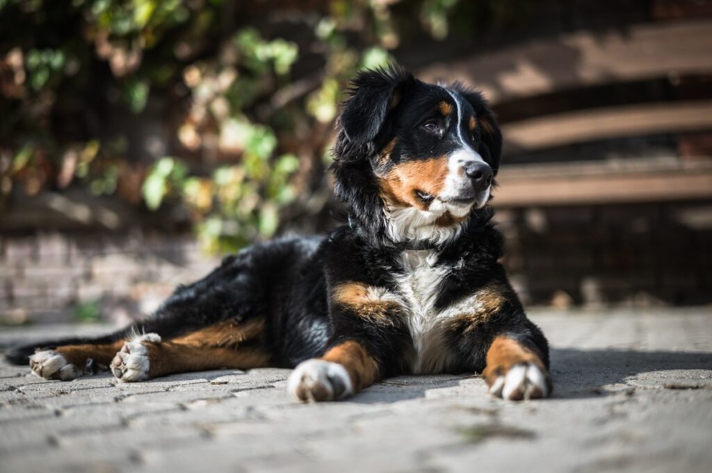 Top 10 best dog sales breeds for first time owners