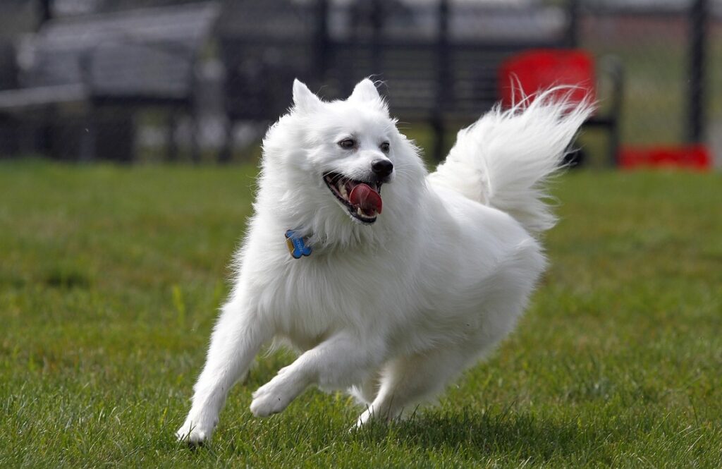 Medium white fluffy sales dog