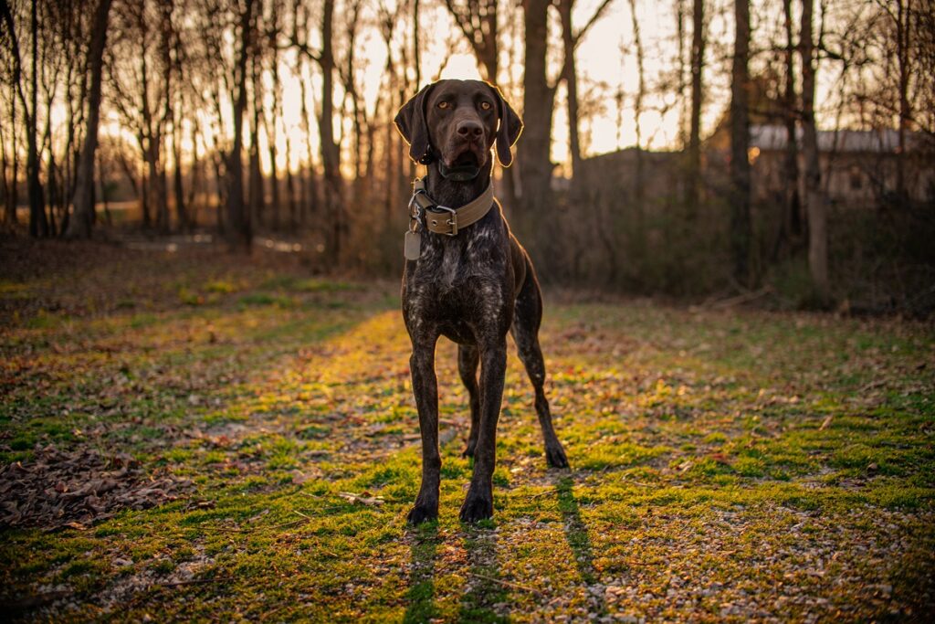 The Smartest Mid-Size Dog Breeds